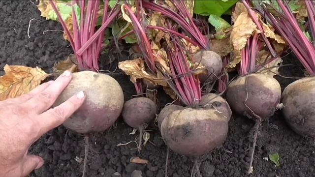 БУРЯК. КАК ВЫРАСТИТЬ СЛАДКИЙ И КРУПНЫЙ ПОЛЕЗНЫЙ ОВОЩ НА ОГОРОДЕ. ЭНЦИКЛОПЕДИЯ ДАЧНИКА смотреть онлайн
