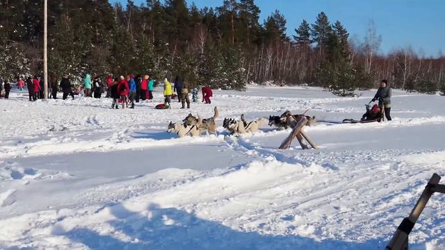 Рождественские колядки в питомнике сибирских хаски Dog Winter