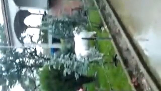 Samojedi Igra смотреть онлайн