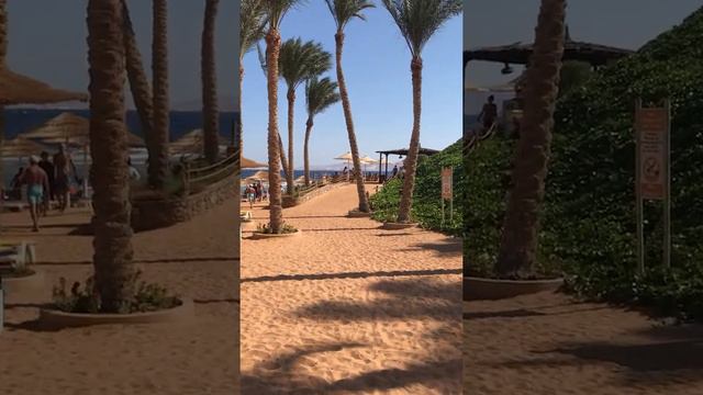 Nubian Island 5* / Египет 🇪🇬 Шарм #nubian #нубиан #sharm #шарм смотреть онлайн