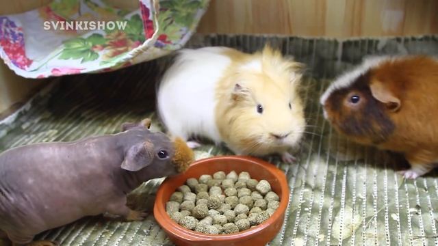 ПЛОХИЕ НОВОСТИ / ЧТО-ТО ПОШЛО НЕ ТАК... / SvinkiShow смотреть онлайн