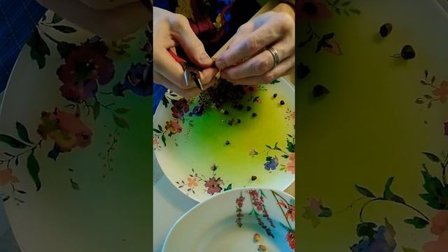 Лучший способ расщёлкивания кедровых орешков!