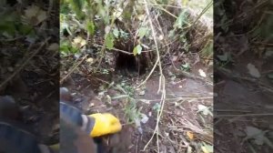 Очередная проверка капканов на Барсука.