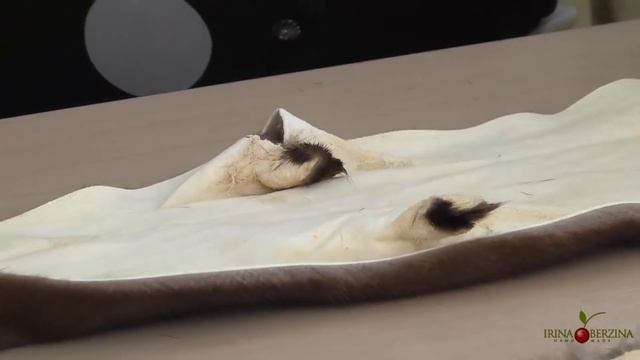 Полезные ЛАЙФХАКИ РАБОТЫ С МЕХОМ. Как ПРАВИЛЬНО подготовить шкурки норки к ремонту или пошиву смотреть онлайн