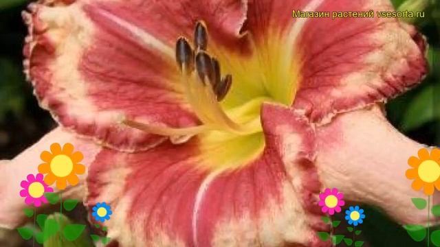 Лилейник гибридный Аутстэндинг. Краткий обзор, описание hemerocallis hybrida Outstanding смотреть онлайн