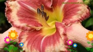 Лилейник гибридный Аутстэндинг. Краткий обзор, описание hemerocallis hybrida Outstanding