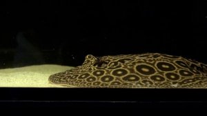 Строительство аквариума на 1700 литров ч1