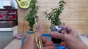 Как вырастить сердечко? Бонсай маме из мирта в микро плошке часть 2