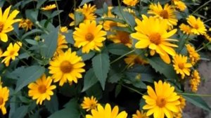 Рудбекия. Rudbeckia. Желтые солнышки в саду