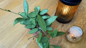 Hoya silver lady -нравится мне загорелая