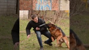 Возвращение Мухтара / Мухтар. Новый след. Намордник.