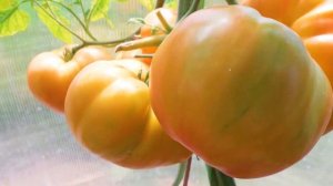 Томат Грейпфрут! Полный обзор сорта