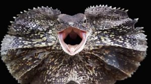 Трудности перевода 4 серия «Пресмыкающиеся: расшифрованная мудрость» (документальный сериал, 2023)