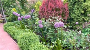 Аллиум "Глоубмастер" декоративный лук в дизайне сада