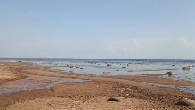 Комарово 3