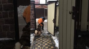 Американская Акита свободная работа на охрану.