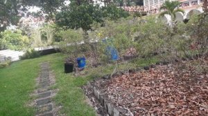 МАВРИКИЙ Заросли священного базилика Туласи TULASI PARIKRAMA