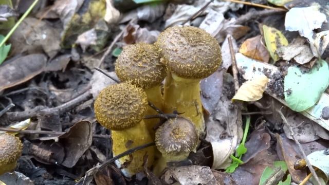 Опёнок горчичный (Armillaria sinapina)