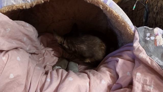 ОПАСНО! НЕ ПОВТОРЯТЬ! Чем закончились роды у ЧИХУАХУА Ксюши / питомник РКФ Мари Мистик продаю чихуа