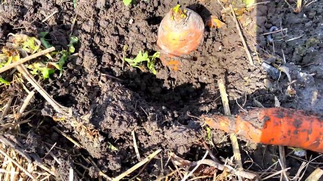 Морковь с эко грядки (EKD) перезимовала в грунте и сохранилась очень хорошо. Природное земледелие смотреть онлайн