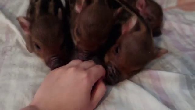 Малыши "Л"?Минипиги, минипиг, микропиги, микропиг, minipig, micropig, свинки, питомник, Рязань