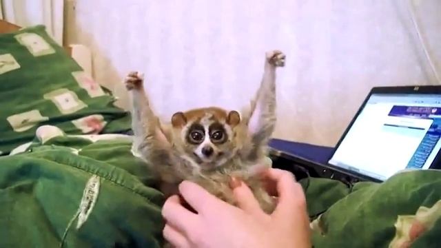 Лори-самое милое животное в мире смотреть онлайн