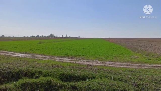 Люцерна обработка и листовая подкормка