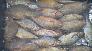 Копчение рыбы