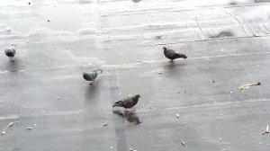 Чайка ворует хлеб у голубей