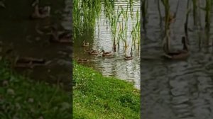 ЧЕМ КОРМИТЬ УТОК В ПАРКЕ?