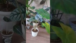 Мои алоказии зимой)