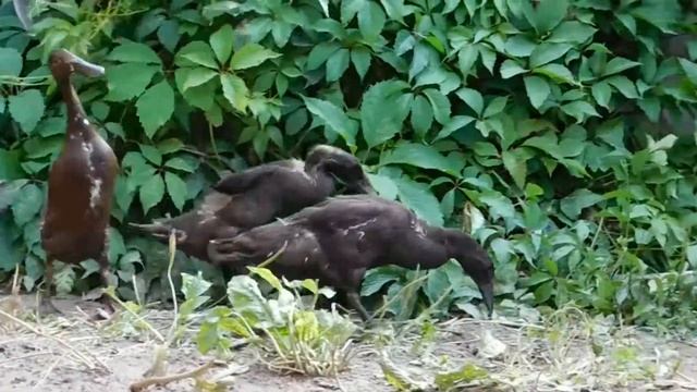 Утки-пингвин (индийский бегун) на прогулке - экоферма "К5" смотреть онлайн