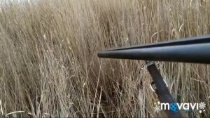 Охота с гончими на лису в северном Крыму . fox hunting with dogs . ENG SUB.