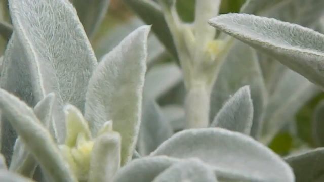 Стахис_чистец шерстистый часть_1 Отличного настроения! смотреть онлайн