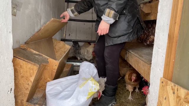 Куры несушки живут сами 5 дней - яиц полно