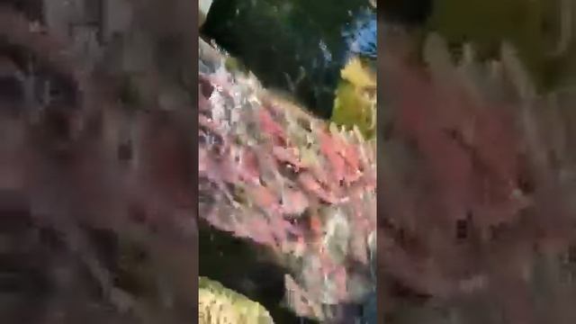 Камчатка. рыба в очереди стоит за завод на нерест. лето 2022 год смотреть онлайн