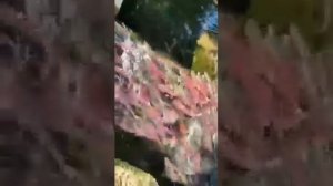 Камчатка. рыба в очереди стоит за завод на нерест. лето 2022 год