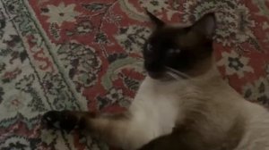 НАПАДАЕТ!!! УЖАС!!! ОВЧАРКА НАПАДАЕТ НА СИАМСКОГО КОТА!!!