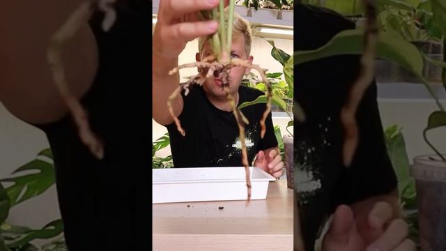 Крупная детка Антуриум вариегатный Вырос с крупными, цветными листьями Необычное комнатное растение смотреть онлайн