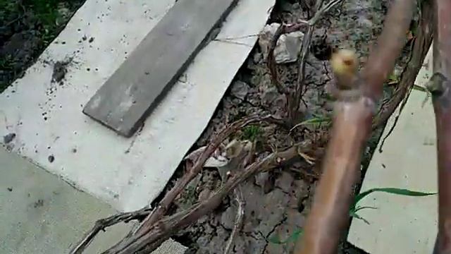 Виноград . Сегодня нужно полить. Карбамид ( азот) . смотреть онлайн