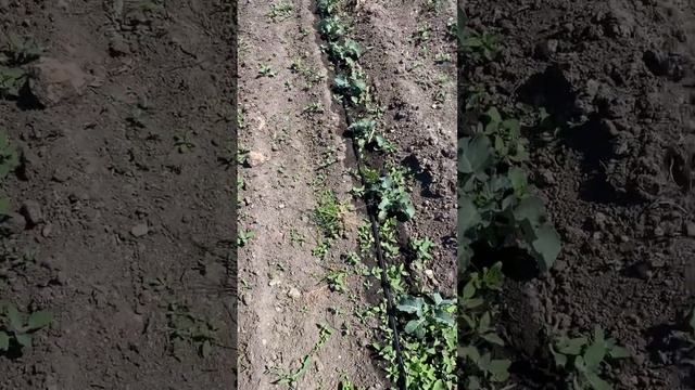 Капустная плантация на ферме «Жили-Растили» смотреть онлайн