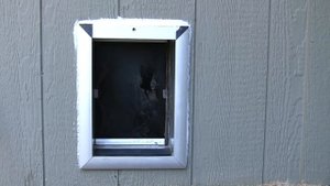 собачья дверь Август 2010