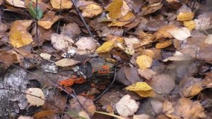 ПО ГРИБЫ ПО ПРОХЛАДНОМУ ЛЕСУ! Грибы идут и МЫ ЗА НИМИ! Грибы октября!