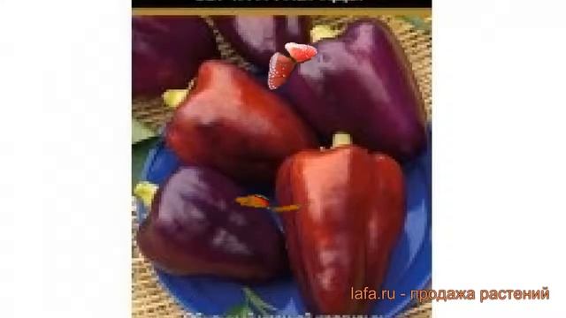 Перец сладкий Клякса (klyaksa klyaksa) ? сладкий перец Клякса обзор: как сажать, семена перца Клякс