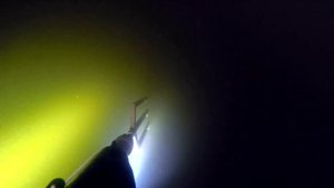 Судак на глубине в  Неве