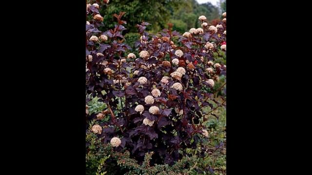 ПУЗЫРЕПЛОДНИК  (PHYSOCARPUS)  сем. Розоцветные