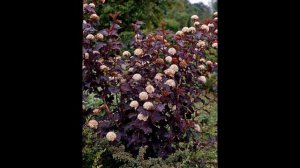 ПУЗЫРЕПЛОДНИК  (PHYSOCARPUS)  сем. Розоцветные
