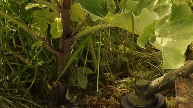 Открываю секрет, как СКОСИТЬ ВЫСОКИЙ ЛОПУХ леской для триммера. ЖКВ Саморучка смотреть онлайн