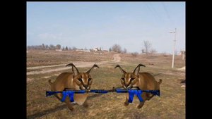 шлёпы против бингусов 2 глава!   1часть