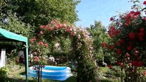 Моя непрерывно - цветущая дача . Часть 1 с весны до середины лета.